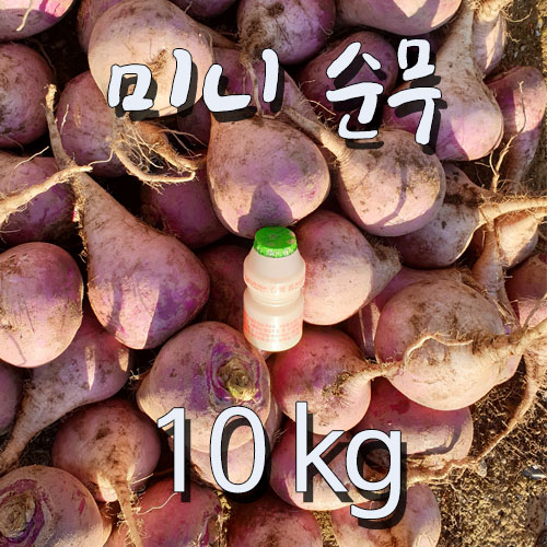 강화 꿀순무 생식용 미니사이즈-10kg 전화주문 가능